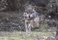 Permalink to Lupul de Bihor e pus pe omor